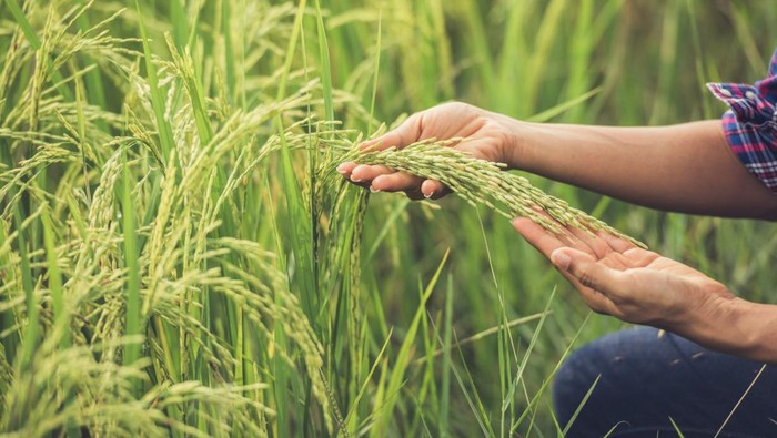 Padi di Sawah Cara Menanam Padi dari Awal hingga Akhir dan Bisa Dipanen cara menanam padi