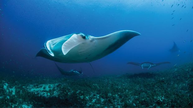 Pemandangan di bawah laut Flores. Aqura Dive milik Sudamala Resorts menggelar aktivitas snorkeling maupun diving bagi para pelancong.