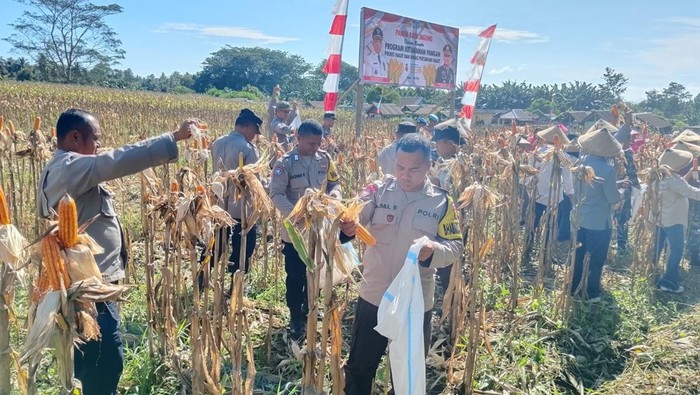 Polres Halmahera Utara (Halut) bareng Dinas Pertanian Kabupaten Halut menjalankan kesibukan panen raya jagung di Desa Kali Pitu, Kecamatan Tobelo Tengah. (Dok istimewa). Polres Halmahera Utara (Halut) bareng Dinas Pertanian Kabupaten Halut menjalankan kesibukan panen raya jagung di Desa Kali Pitu, Kecamatan Tobelo Tengah. (Dok istimewa).