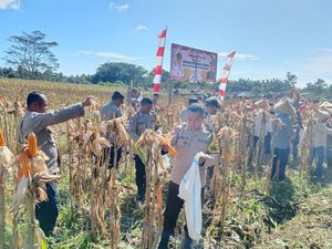Polres Halmahera Utara Panen Raya Jagung: Bentuk Nyata Sinergitas TNI-Polri Polres Halmahera Utara Panen Raya Jagung: Bentuk Nyata Sinergitas TNI-Polri