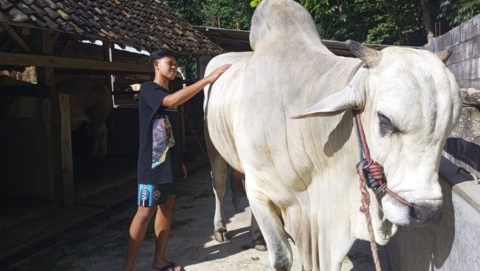 Sapi peranakan Ongole yang dibeli Presiden RI, Prabowo Subianto dari peternak asal Mangunan, Dlingo, Bantul, Selasa (13/5/2025).