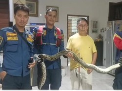 Hiii! Warga Bogor Temukan Ular Sanca 3 Meter di Belakang Kompor