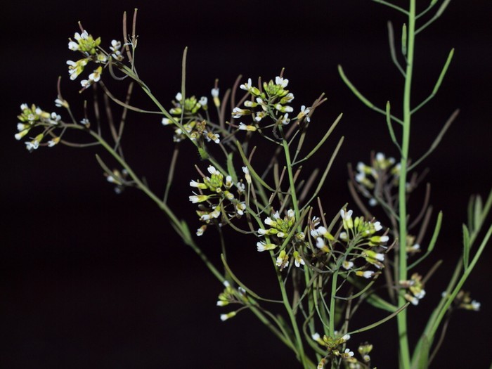 thale cress (Arabidopsis thaliana) thale cress (Arabidopsis thaliana), tumbuhan yang berbunga di luar angkasa