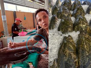 Wow! Ikan Betutu 7,2 Kg yang Kian Langka Harganya Bisa Rp 5,5 Juta Wow! Ikan Betutu 7,2 Kg yang Kian Langka Harganya Bisa Rp 5,5 Juta