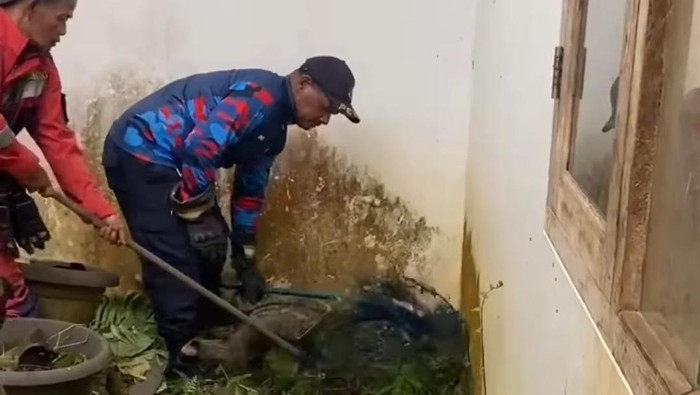 3 Musang Masuk Rumah Warga di Bogor, Damkar Evakuasi (Dok. Istimewa)