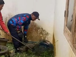 3 Musang Masuk Rumah Warga di Bogor, Damkar Evakuasi