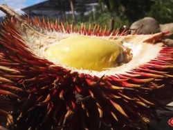Nikmatnya Buah Lahung, Si Durian Merah Asal Kalimantan