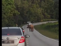 Gajah Luntang-lantung di Jalan, Netizen: Cari Anak yang Mati Ditabrak Truk