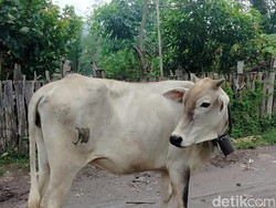 Disnak Keswan Dompu Periksa Hewan Ternak Jelang Idul Adha