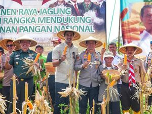 Kunci Jaga Ketahanan Pangan di Bandung, 350 Ton Jagung Dipanen