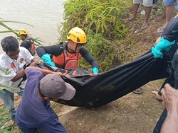 Lagi Nyeberang Kanal, Warga di Sumbar Tiba-tiba Disergap Buaya hingga Tewas