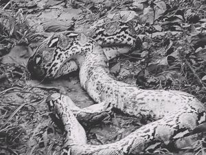 Penampakan Ular Piton 7 Meter Mati Ditebas gegara Terkam-Lilit Gadis di Muna