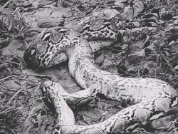 Penampakan Ular Piton 7 Meter Mati Ditebas gegara Terkam-Lilit Gadis di Muna