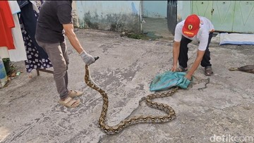 Kenapa Ular Suka Masuk Rumah Saat Musim Hujan?