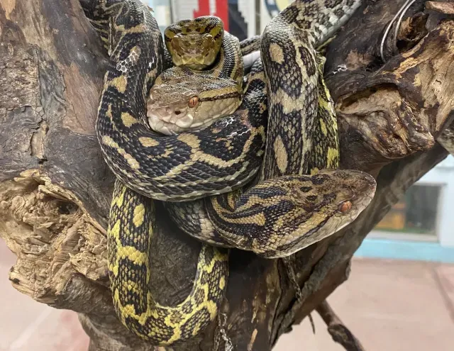 Wow! Ular Beracun Ini Jadi Gorengan Mahal di Jepang