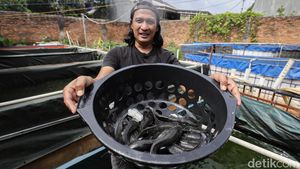 Budi Daya Lele Jadi Ladang Cuan Menjanjikan di Bekasi