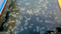 Fenomena Ubur-ubur di Pelabuhan Mayangan Kota Probolinggo