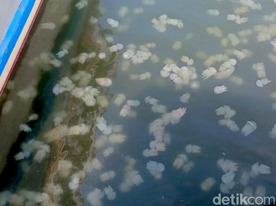 Fenomena Ubur-ubur di Pelabuhan Mayangan Kota Probolinggo