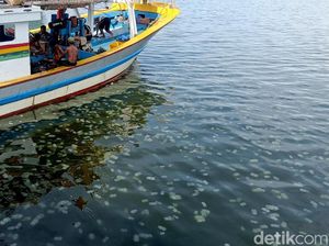 Ubur-ubur Serbu Pelabuhan Mayangan Probolinggo, Pemancing Gigit Jari Ubur-ubur Serbu Pelabuhan Mayangan Probolinggo, Pemancing Gigit Jari