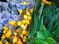 Apakah Terong Susu Bisa Dimakan? Cek Fakta dan Manfaatnya