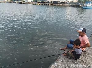 Wuiih... Ubur-ubur Muncul di Pelabuhan Mayangan Probolinggo Wuiih... Ubur-ubur Muncul di Pelabuhan Mayangan Probolinggo