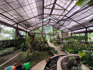 Menilik Koleksi Tanaman dan Anggrek Langka di Kebun Raya Kuningan Menilik Koleksi Tanaman dan Anggrek Langka di Kebun Raya Kuningan