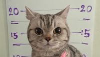 Foto: Detik-detik Kucing Gemas Dipenjarakan Polisi Thailand