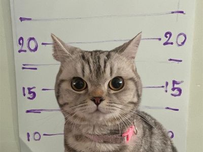 Foto: Detik-detik Kucing Gemas Dipenjarakan Polisi Thailand