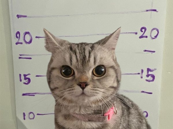 Foto: Detik-detik Kucing Gemas Dipenjarakan Polisi Thailand