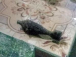 Temuan Mortir hingga Granat yang Gegerkan Ciwidey dan Sumedang Temuan Mortir hingga Granat yang Gegerkan Ciwidey dan Sumedang