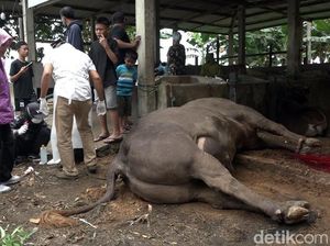Sapi Kurban Prabowo di Polman Disembelih Lebih Awal karena Mendadak Sakit