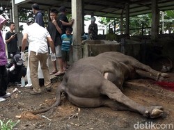 Sapi Kurban Prabowo di Polman Disembelih Lebih Awal karena Mendadak Sakit
