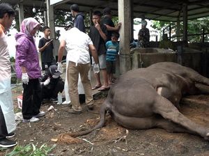 Video: Sapi Kurban Prabowo di Polman Sulbar Mati Mendadak Diduga Sakit