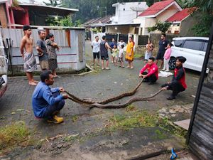 Sejoli Piton Bikin Jebol Plafon Warga Banyumas, Sempat Dikira Tikus Sejoli Piton Bikin Jebol Plafon Warga Banyumas, Sempat Dikira Tikus