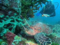 Olahraga Selam Indonesia Ingin Lebih Dikenal di Dunia