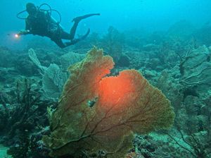 Diving di Pulau Weh: Menyelami Keindahan Laut yang Menakjubkan di Aceh