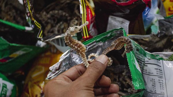 Penampakan 20,9 Kg Kuda Laut Kering yang Gagal Diselundupkan ke Mesir