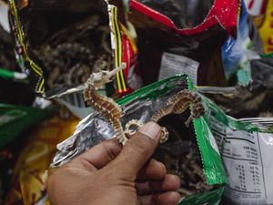 Penampakan 20,9 Kg Kuda Laut Kering yang Gagal Diselundupkan ke Mesir Penampakan 20,9 Kg Kuda Laut Kering yang Gagal Diselundupkan ke Mesir
