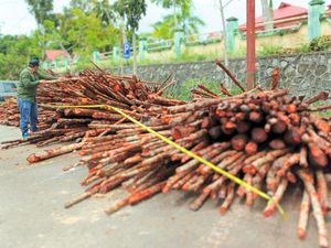 Kasus Penebangan Liar di Nunukan, 800 Batang Kayu Merah Diamankan Kasus Penebangan Liar di Nunukan, 800 Batang Kayu Merah Diamankan