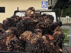 Polisi Tangkap Pencuri TBS Sawit di Bangka Tengah, Kelompoknya Diburu Polisi Tangkap Pencuri TBS Sawit di Bangka Tengah, Kelompoknya Diburu