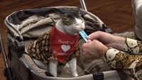 Bukti Bobby Kertanegara Memang Presidennya Kucing, Ketemu Pejabat Penting