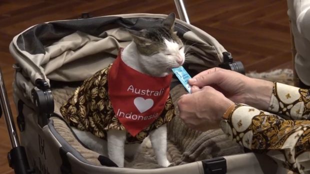 Bobby Kertanegara mendapat hadiah syal dari PM Australia Anthony Albanese. Hadiah itu diberikan saat jamuan makan malam di kediaman Kertanegara.