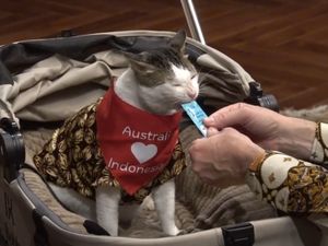 Bukti Bobby Kertanegara Memang Presidennya Kucing, Ketemu Pejabat Penting Bukti Bobby Kertanegara Memang Presidennya Kucing, Ketemu Pejabat Penting