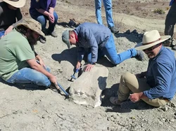 Fosil Salah Satu Dinosaurus Terbesar di Dunia Ditemukan