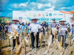 Mentan Bawa Kabar Gembira buat Petani Jagung
