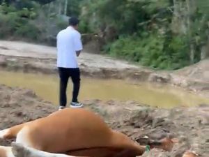 11 Sapi di Sumbawa Barat Mati Akibat Terpapar Sianida Tambang Emas Ilegal 11 Sapi di Sumbawa Barat Mati Akibat Terpapar Sianida Tambang Emas Ilegal
