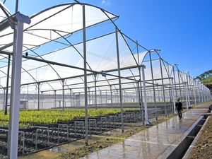 Potret Persemaian Modern Mandalika, Bisa Produksi 5 Juta Bibit per Tahun