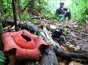 Rafflesia Langka Mekar di Hutan Kalipuro Banyuwangi