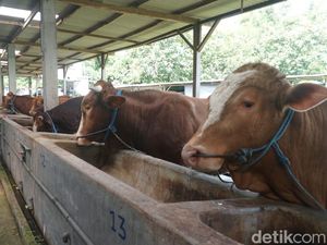 Sapi Simmental-Limousin Laris Manis, Peternak Jombang Raup Rp 600 Juta