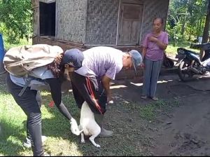 Bocah 8 Tahun di Jembrana Meninggal Diduga Akibat Rabies, 71 HPR Divaksin Bocah 8 Tahun di Jembrana Meninggal Diduga Akibat Rabies, 71 HPR Divaksin
